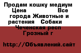 Продам кошку медиум › Цена ­ 6 000 000 - Все города Животные и растения » Собаки   . Чеченская респ.,Грозный г.